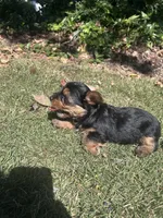 Black, a male Yorkshire Terrier for sale in Douglasville, GA – 5 of 9