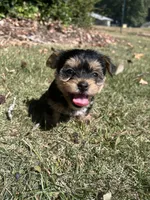Yellow , a female Yorkshire Terrier for sale in Douglasville, GA – 1 of 8