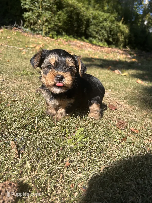 Purple  – Yorkshire Terrier puppy for sale in Douglasville, GA