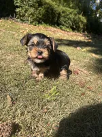 Purple , a female Yorkshire Terrier for sale in Douglasville, GA – 1 of 7
