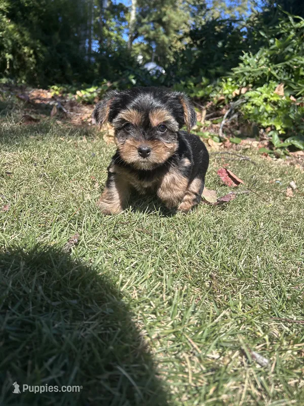 Light pink  – Yorkshire Terrier puppy for sale in Douglasville, GA