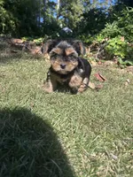 Light pink , a female Yorkshire Terrier for sale in Douglasville, GA – 1 of 7