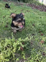 Light green , a female Yorkshire Terrier for sale in Douglasville, GA – Photo 7 of 7