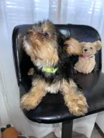 Light green , a female Yorkshire Terrier for sale in Douglasville, GA – Photo 3 of 7