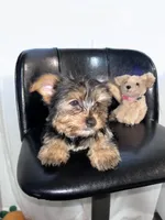 Light green , a female Yorkshire Terrier for sale in Douglasville, GA – Photo 1 of 7