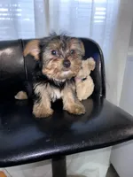 Light green , a female Yorkshire Terrier for sale in Douglasville, GA – Photo 6 of 7
