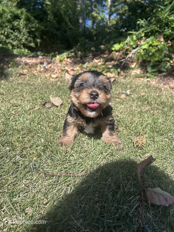 Black – Yorkshire Terrier puppy for sale in Douglasville, GA