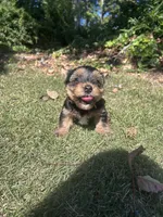 Black, a male Yorkshire Terrier for sale in Douglasville, GA – 1 of 9