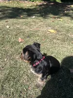 Red, a male Yorkshire Terrier for sale in Douglasville, GA – 3 of 8