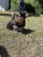 Red, a male Yorkshire Terrier for sale in Douglasville, GA – 4 of 8