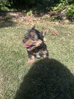 Black, a male Yorkshire Terrier for sale in Douglasville, GA – 3 of 9