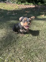 Black, a male Yorkshire Terrier for sale in Douglasville, GA – 2 of 9