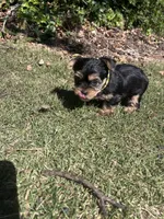 Yellow , a female Yorkshire Terrier for sale in Douglasville, GA – 5 of 8