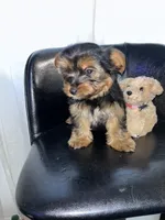 Green , a female Yorkshire Terrier for sale in Douglasville, GA – Photo 3 of 7