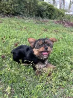 Green , a female Yorkshire Terrier for sale in Douglasville, GA – Photo 1 of 7