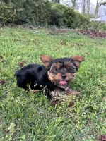 Green , a female Yorkshire Terrier for sale in Douglasville, GA – Photo 4 of 7