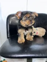 Green , a female Yorkshire Terrier for sale in Douglasville, GA – Photo 7 of 7