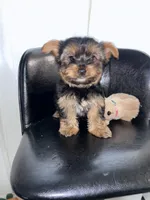 Green , a female Yorkshire Terrier for sale in Douglasville, GA – Photo 2 of 7