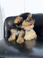 Green , a female Yorkshire Terrier for sale in Douglasville, GA – Photo 5 of 7