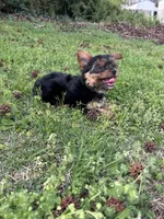 Green , a female Yorkshire Terrier for sale in Douglasville, GA – Photo 6 of 7