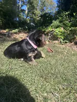 Light pink , a female Yorkshire Terrier for sale in Douglasville, GA – 3 of 7