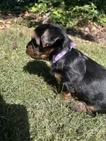 Purple , a female Yorkshire Terrier for sale in Douglasville, GA – 4 of 7