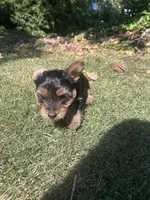 Black, a male Yorkshire Terrier for sale in Douglasville, GA – 6 of 9