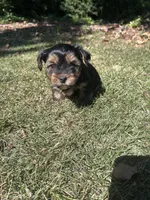 Purple , a female Yorkshire Terrier for sale in Douglasville, GA – 3 of 7