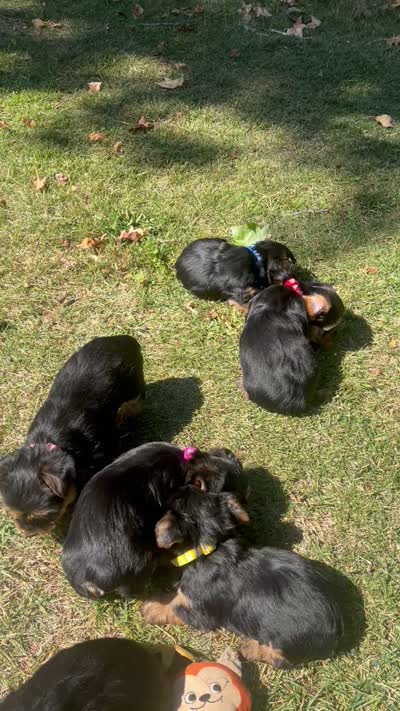 Black, a male Yorkshire Terrier for sale in Douglasville, GA – 8 of 9