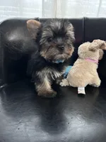 Blue, a male Yorkshire Terrier and Mini Yorkshire Aussie for sale in Douglasville, GA – Photo 4 of 7