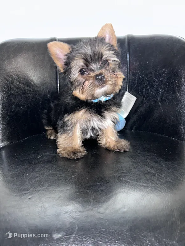 Blue – Yorkshire Terrier, Mini Yorkshire Aussie puppy for sale in Douglasville, GA