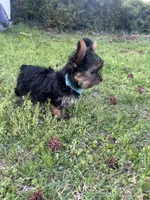 Blue, a male Yorkshire Terrier and Mini Yorkshire Aussie for sale in Douglasville, GA – Photo 7 of 7