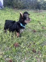 Blue, a male Yorkshire Terrier and Mini Yorkshire Aussie for sale in Douglasville, GA – Photo 6 of 7