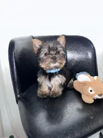 Blue, a male Yorkshire Terrier and Mini Yorkshire Aussie for sale in Douglasville, GA – Photo 3 of 7
