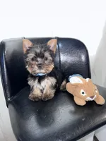 Blue, a male Yorkshire Terrier and Mini Yorkshire Aussie for sale in Douglasville, GA – Photo 2 of 7