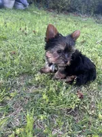 Blue, a male Yorkshire Terrier and Mini Yorkshire Aussie for sale in Douglasville, GA – Photo 5 of 7