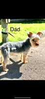 Black, a male Yorkshire Terrier for sale in Douglasville, GA – 9 of 9