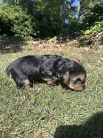 Blue , a male Yorkshire Terrier for sale in Douglasville, GA – 3 of 8