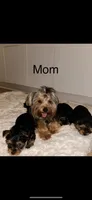 Purple , a female Yorkshire Terrier for sale in Douglasville, GA – 6 of 7