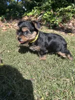 Yellow , a female Yorkshire Terrier for sale in Douglasville, GA – 2 of 8