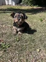 Red, a male Yorkshire Terrier for sale in Douglasville, GA – 5 of 8