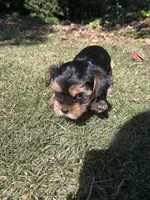 Blue , a male Yorkshire Terrier for sale in Douglasville, GA – 4 of 8