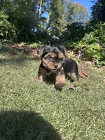 Light pink , a female Yorkshire Terrier for sale in Douglasville, GA – 2 of 7