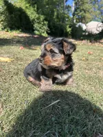 Red, a male Yorkshire Terrier for sale in Douglasville, GA – 2 of 8
