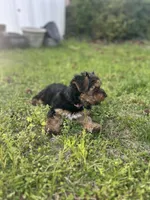 Pink, a female Yorkshire Terrier for sale in Douglasville, GA – Photo 2 of 9