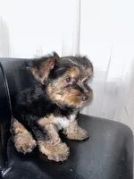 Pink, a female Yorkshire Terrier for sale in Douglasville, GA – Photo 6 of 9