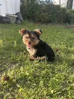 Pink, a female Yorkshire Terrier for sale in Douglasville, GA – Photo 8 of 9