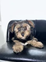 Pink, a female Yorkshire Terrier for sale in Douglasville, GA – Photo 3 of 9