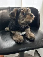 Pink, a female Yorkshire Terrier for sale in Douglasville, GA – Photo 5 of 9