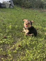 Pink, a female Yorkshire Terrier for sale in Douglasville, GA – Photo 9 of 9